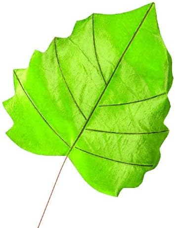 Hojas De Madera De Roble Amazon Es Juguetes Y Juegos