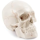 Upgraded Life Size Human Head Skull Anatomical Model with Laser-Etched Fonts Not Hand Write Number, Not Smudged for Medical Student Human Anatomy Study Course