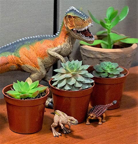 5 Seville+Farms+SUC008+Succulent+Plant