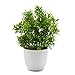 OFFIDIX Potted Artificial Plastic Plants,Mini Faux Plant with White Pots Plant Decorations Indoor Fake Desk Plant for Home and Office Desktop Decor 1pc