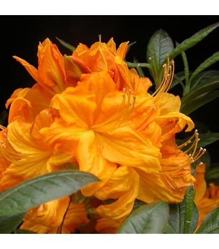 Amazon.com : 1-2 Ft Orange Rhododendron Plants Live, Azalea Rhododendron  Bush Shrubs in 1 Gallon Pot for Planting, Azalea Bush Ready Plant, Live  Rhododendron Plant Azalea : Patio, Lawn & Garden