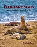Elephant Seals at the Piedras Blancas Rookery
