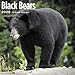 Black Bears Wall Calendar 2020 by 