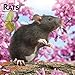 Rats 2020 12 x 12 Inch Monthly Square Wall Calendar, Domestic Animals Mouse