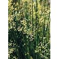 Soft Rush (Juncus effusus), Seed Packet, True Native Seed