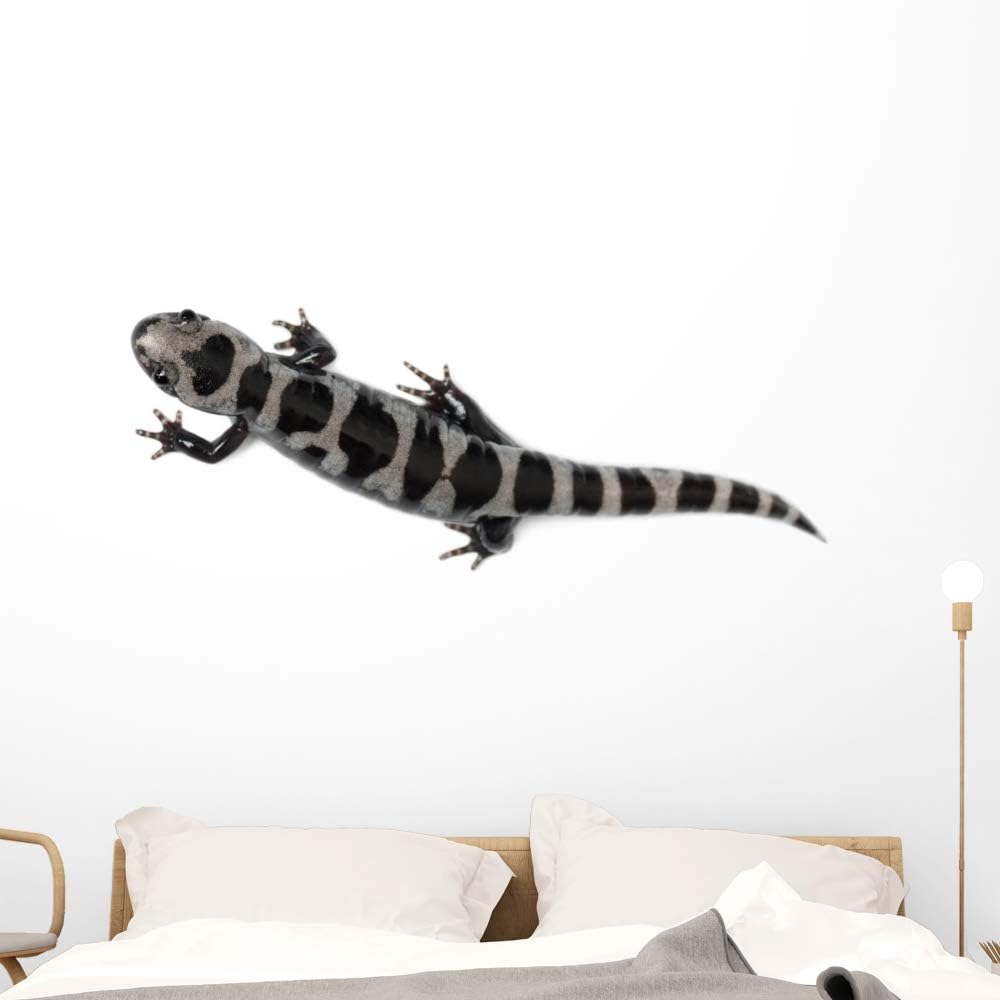 A Day In The Life Of A Marbled Salamander Srel Herpetology