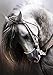 Sqailer Diamond Painting Full Round Drill Horse Rhinestone Embroidery for Wall Decoration 12X16 inches
