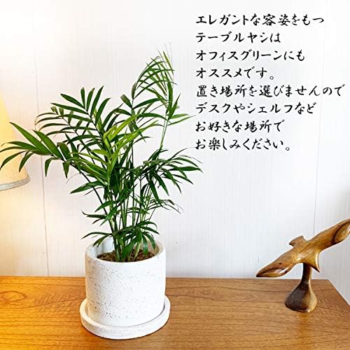 Amazon テーブルヤシ エレガンス 白色鉢植え セメントホワイト 観葉植物 卓上 本物 チャメドレア インテリア 中型 オフィス デスク 観葉植物 オンライン通販