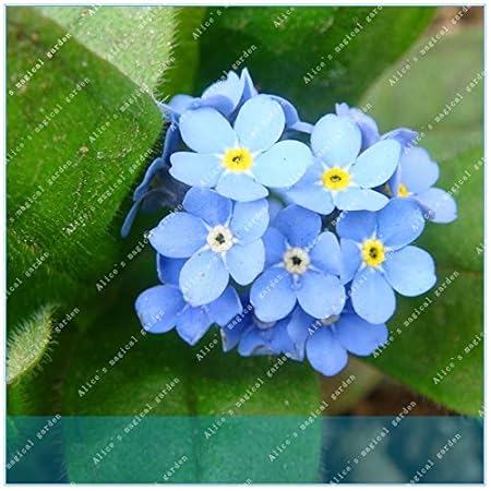 Geoponics Semi Zlking 100pcs Non Dimenticare Me Fiori In