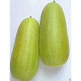 Pickling Melon Seeds "Numane" (Cucumis melo var conomom) Asian Vegetable(25 Seeds)
