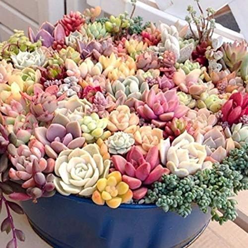 Lioder Seeds Garden - Rare Colorful 100pcs Succulent Seeds Set Echeveria Set Sempervivum tectorum Indoor Bonsai