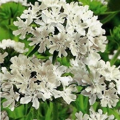 200 Seeds - Lychnis Snowstar Flower Seeds (Lychnis Viscaria)