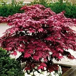 Japanese Red Maple Tree - Live Plant Shipped 1 to 2 Feet Tall by DAS Farms (No California)