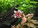 Aquatic Arts Dark Red Ludwigia - 2 Bunches - Large Live Aquarium Plant