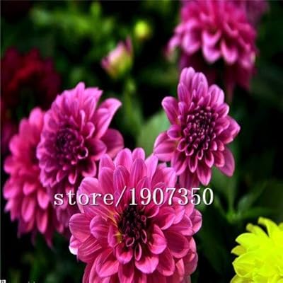 Amazon 黄色 大売り出し100個ダリア種子 美しい花の種 多年生ダリアpinnata ガーデンボサイン種子diy植物 花