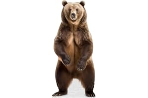 DORDOR & GORGOR Bear - Life Size Cardboard Cutout Standup People with Support Standee | Animals -1