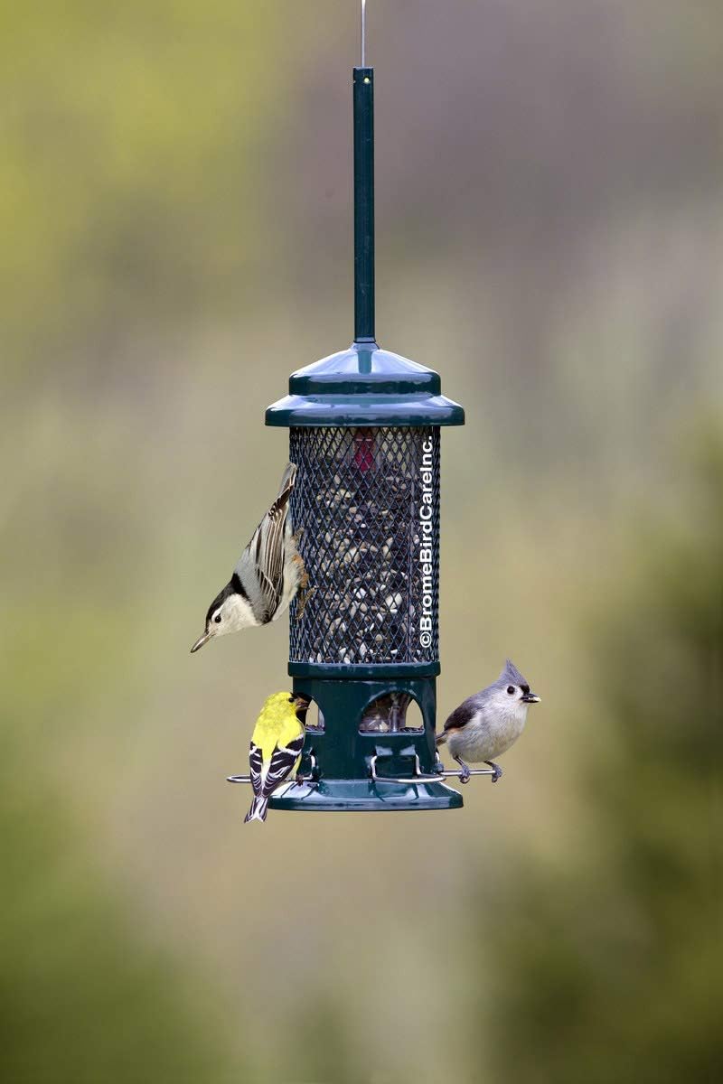 Squirrel Buster Standard Squirrel-proof Bird Feeder w/4 Metal Perches, 1.3-pound Seed Capacity : Squirrel Proof Bird Feeder : Garden & Outdoor