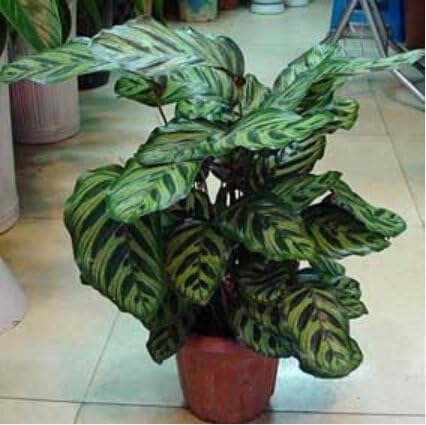 Amazon Co Jp 50個 袋 カラテアの種子 鉢植え 種子 花の種 完全な様々な 出芽率95 混合色 ホーム キッチン