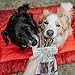 Nature Gnaws Beef Gullet Chews for Large Dogs 9-10