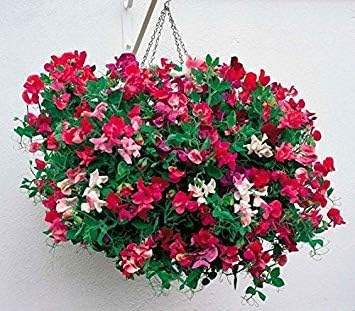 Semillas BloomGreen Co. Flor: Guisante de olor-Real Farmer Mix ...