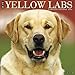 Just Yellow Labs 2018 Calendar