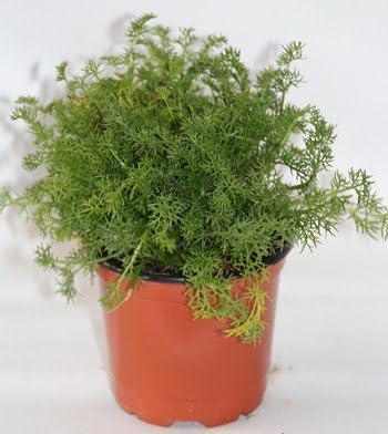 Manzanilla (Maceta 10, 5 cm Ø) - Planta viva - Planta aromatica ...