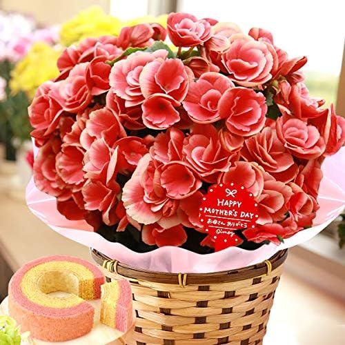 Amazon 母の日 の プレゼント ベゴニア5号鉢 おいもやケーキ洋菓子 花とスイーツ 花鉢 生花 母の日ギフト ベゴニア ボリアス おいもや ケーキ 洋菓子 通販