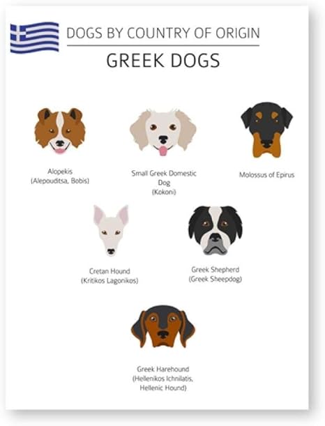 Amazon ギリシャの犬の品種コレクション壁アートグラフキャンバス絵画教育ポスターペットショップ犬イラストプリント壁画像家の装飾50x70センチフレームなし ウォールステッカー オンライン通販