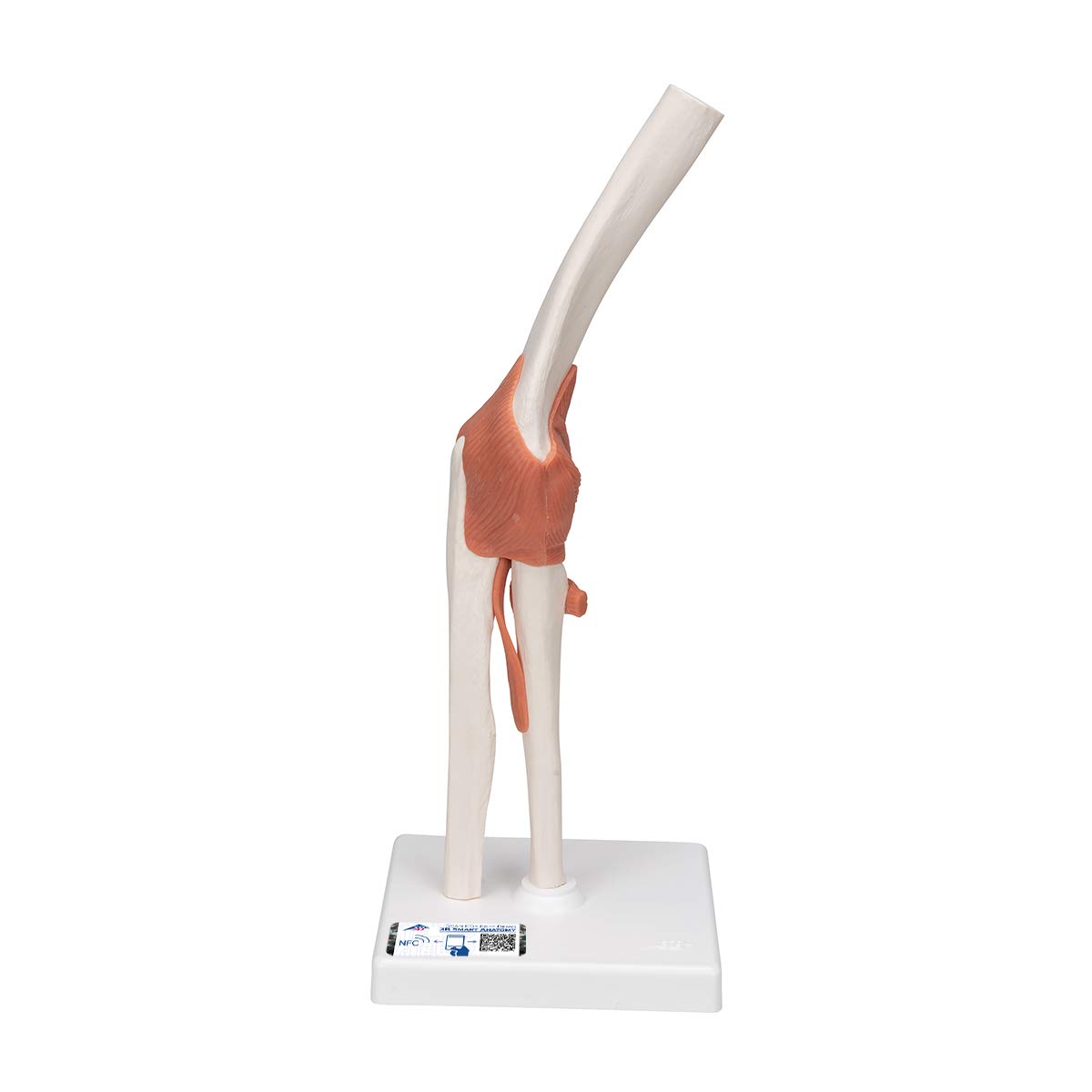 3B Scientific A83 Functional Elbow Joint - 3B Smart Anatomy