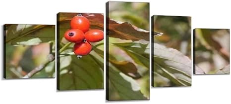 Amazon ハナミズキ 花水木 赤い実 実 秋 はなみずき 背景 風景 イメージ 素材 壁紙 公園 自然 赤 植物 景色 みどり 緑 キャンバスアート アートボード 壁掛け装飾 おしゃれ 部屋飾り インテリアパネル 絵画 ポスター 木枠付きの完成品 ウォールステッカー オンライン通販