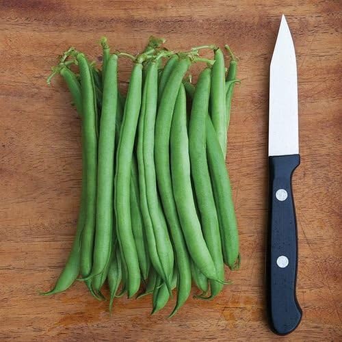 Organic Non-GMO Provider Bush Bean - OPEN-POLLINATED - Garden Vegetable Seed for Planting (price includes shipping)