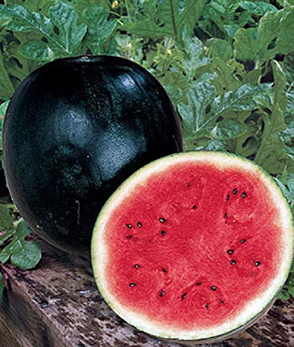 Splendour Seeds  - Watermelon Seeds Variety Sugar Baby Fruit Seeds