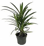 Pandan Spice Plant - Amaryllifolius pandanus - Grow Indoors or Out - 4