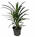 Pandan Spice Plant - Amaryllifolius pandanus - Grow Indoors or Out - 4" Pot