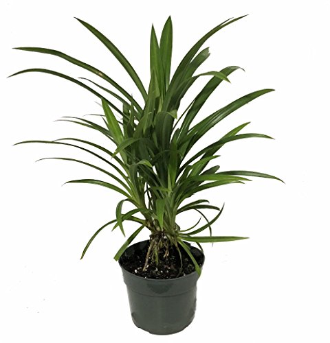 Pandan Spice Plant - Amaryllifolius pandanus - Grow Indoors or Out - 4 Pandan Spice Plant - Amaryllifolius pandanus - Grow Indoors or Out - 4