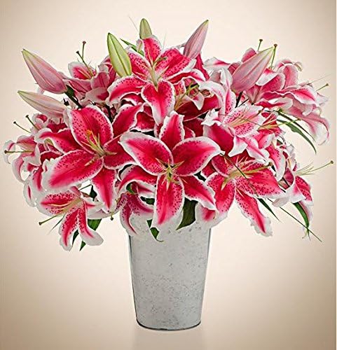 Stargazer Lily Bouquet (24 Stems) With Vase - American Grown