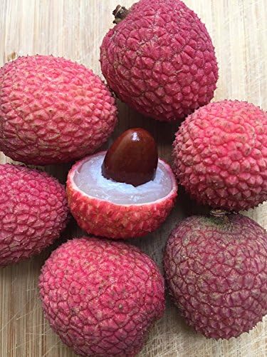 Nianyan New and Healthy Lychee seeds -Tropical Fruit Litchi seeds-Bonsai-30 seeds