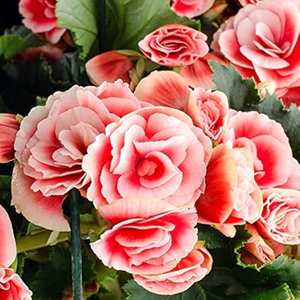 Amazon Com Bombillas De Flores De Fresa Ripple Begonia Tres A Cuatro Veces Mas Grandes Que Los Principios Normales 4 Bombillas Florales Jardin Y Exteriores