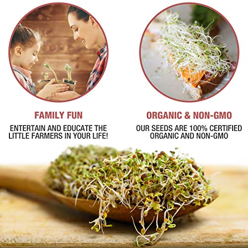 Mumm's Sprouting Seeds - Broccoli Brassica Mixed Blend - 200 GR - Sprout Your Own Organic Microgreen - Easy Sprouter Kit - Thumbnail 3