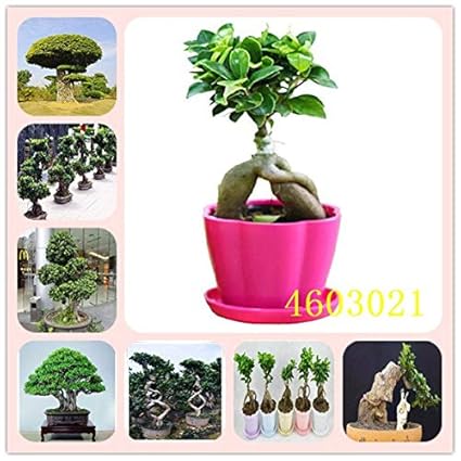 Mini Banyan Tree 100 Pcs Evergreen Bonsai Plants Home Garden High Quality