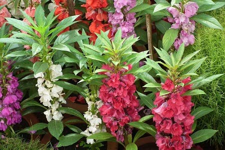 Splendour Seeds - Balsam Flower Seeds(50 Seeds)
