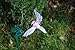 Solar Hummingbird, Solar / Battery Power Fluttering Flying Dancing Hummingbird , Outdoor or Indoor, Solar Powered or Battery Powered