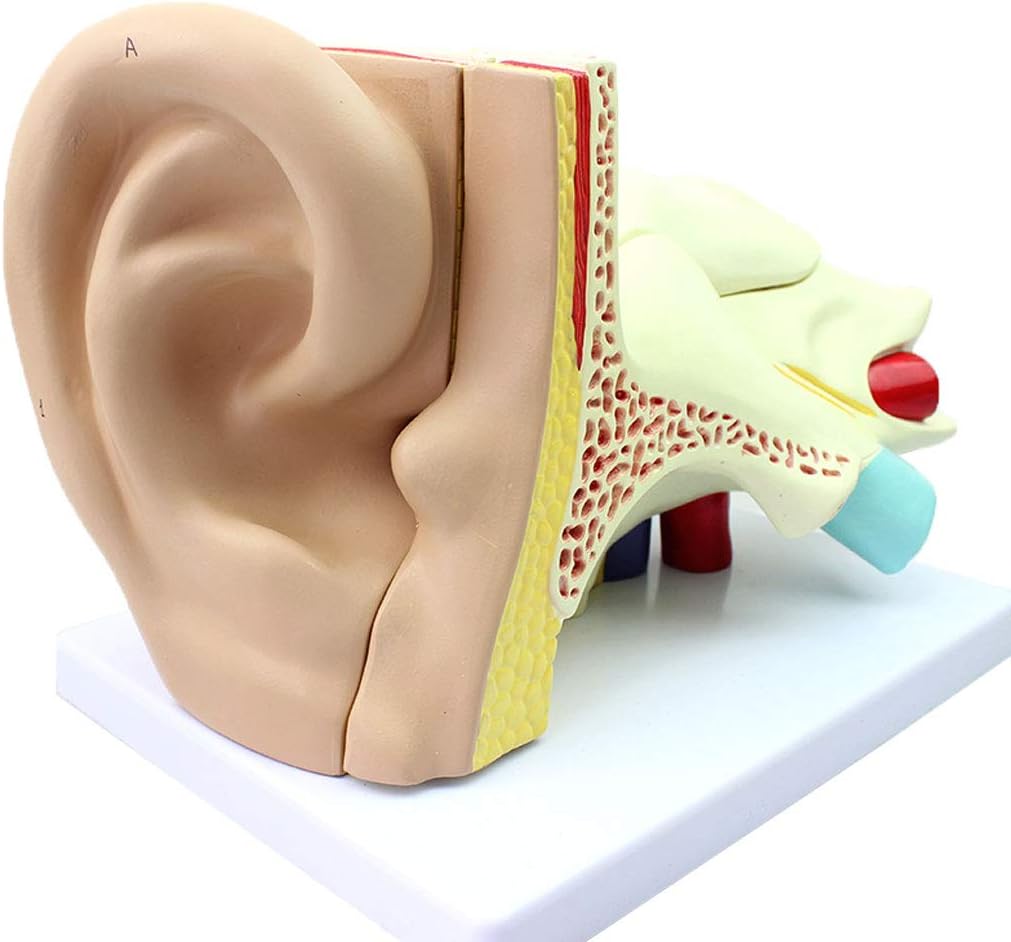 DONGBALA 4X Human Ear Model, Professional Ear Simulation Model Magnification Anatomical Human Organ Model Ear Anatomical Model for Medical Education Teaching Model