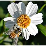 Amazon Com Spanish Needles Bidens Pilosa Romerillo Medicinal Butterflies Garden 200 Seeds Garden Outdoor