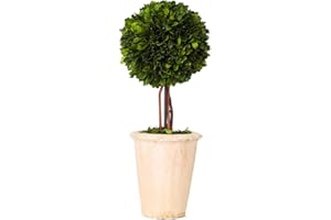 BOXWOOD VALLEY Real Preserved Boxwood Evergreen Globe Tree Topiary in Terracotta Planter Green Plant for Home Decor (Single Ball Topiary, 16 inch Tall)
