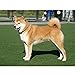 Petiner Harmless No Bark Dog Training Collars Anti Bark Control Collar With 7 Levels Button Adjustable Sensitivity Control Tone/vibration/shock [New Model]