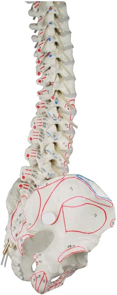 Vertebral Column with Pelvis + Muscle Marking, Anatomy Model with Stand