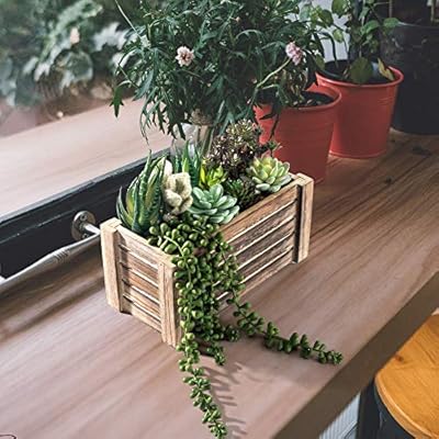 Artificial Succulents in Pots - Fake Succulent Plants, Artificial Plants for Home Decor Indoor, Faux Succulents for… 51lP0TMfSzL