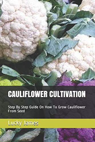 CAULIFLOWER CULTIVATION: Step By Step Guide On How