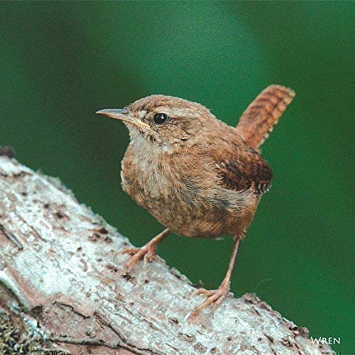 Wren bird greeting card with sound